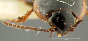 Media type: image;   Entomology 7346 Aspect: head dorsal view